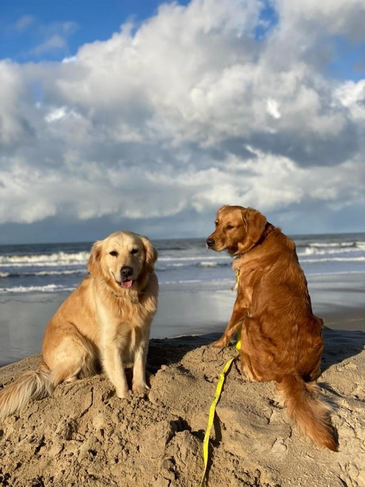 N 9Strandnahes, Hunde-Familienfreundliches Ferienhaus Callantsoog Bagian luar foto