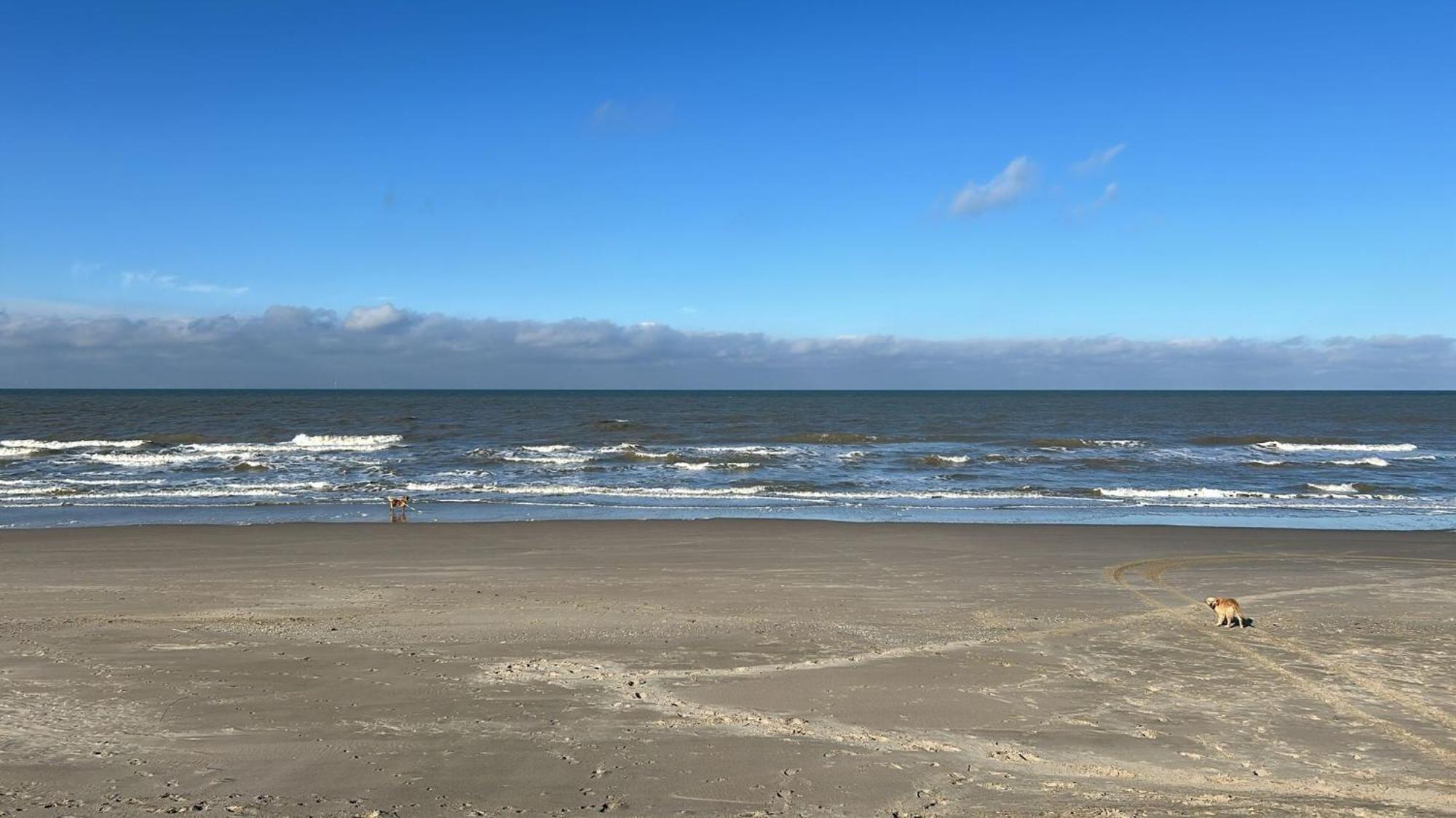 N 9Strandnahes, Hunde-Familienfreundliches Ferienhaus Callantsoog Bagian luar foto